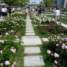 バラ園とバラ園をつなぎます