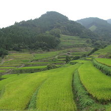 棚田の美