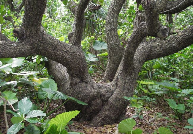 テリハボクの大木