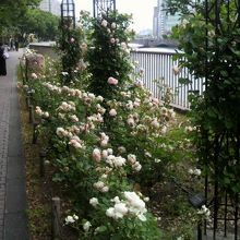 バラが咲いていました