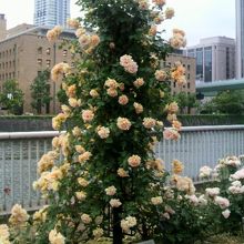 日本銀行の辺りはバラが満開でした