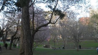 都会の中にある自然・サクシュコトニ川