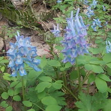 春になると一斉にお花が咲き乱れて美しいです
