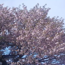 勿論、満開になっている桜の木は綺麗なんですけどね・・・