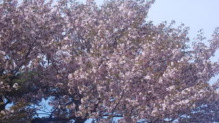 桜の時期の週末の混雑は尋常ではありません