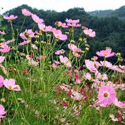 街道の両側に延々とコスモスが植えられています