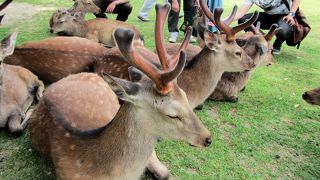 東大寺大仏殿への一本路の東側が快適です