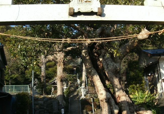 沢山あるが御霊神社ならココ！