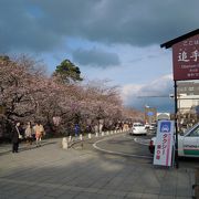 桜のスポット弘前公園の「追手門広場」～弘前～