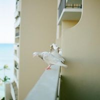 人馴れした鳥たちには注意です。