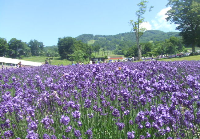 たんばらラベンダーパーク