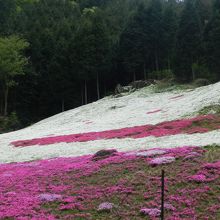 『芝桜の小径』