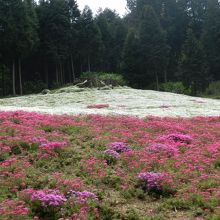 『芝桜の小径』