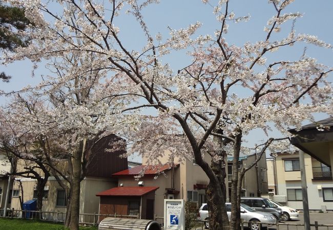 桜が咲いてた！