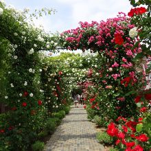 ひとつひとつ違う種類のバラの回廊