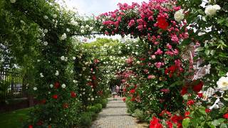 ハウステンボス バラ祭りの時期(5/11～6/2)はバラ好きの人には最高です