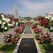 バラ公園内