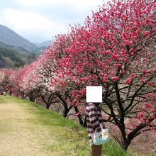 ピンクと赤の競演