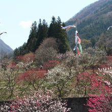 鯉のぼりと一緒