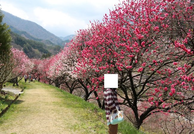 2013月川温泉花桃まつり