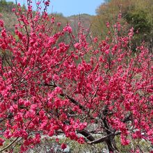 園原IC周辺で・・