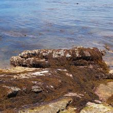 ひじきが大量にありました