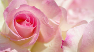 春薔薇・秋薔薇が楽しめる大船フラワーセンター