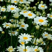 因島の除虫菊を見られるます・・