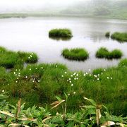 ワタスゲの群生と霧の池は絶景だった