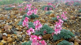 コマクサ咲く本白根山