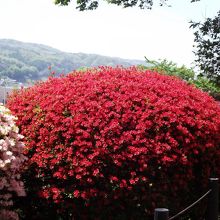 背丈以上の大株  (このような株が沢山あり)