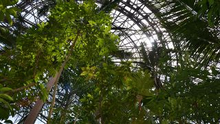 小さい植物館。。。