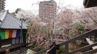 枝垂桜が綺麗でした。