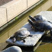 本陣跡地の水路に亀が日光浴しているよ～