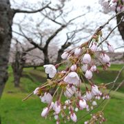 桜はやっぱり絶景