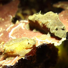 動画はブナケン・チャチャ・ネイチャー・リゾートのHPでどーぞ