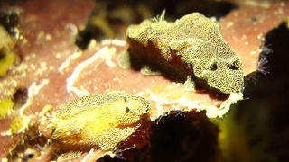 世界初？！イカのように体色を変化させる希少ウミウシ大発見！