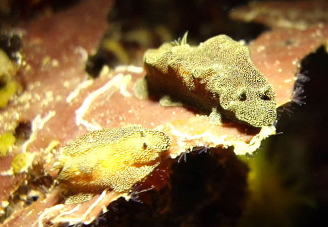 世界初？！イカのように体色を変化させる希少ウミウシ大発見！