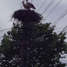 電柱上に巣がある、のどかな道。つがいで見れてなんか幸せ気分に