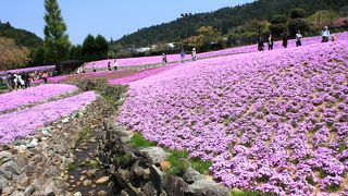 花のじゅうたん　三田の芝桜専門庭園