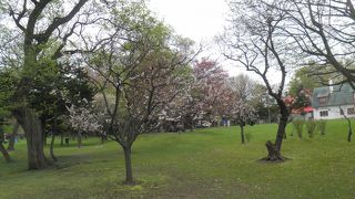 花見のできる知事公館♪