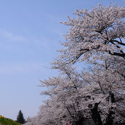 長井の桜の名所