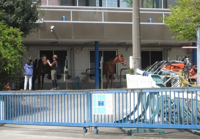 アスール乗馬クラブでは、初心者から上級者まで、レベルにあった乗馬レッスンを受けることが出来ます。