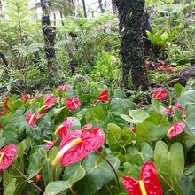 ヘゴの林床に咲くアンスリウム