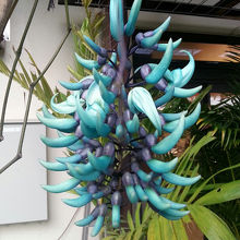 カフェのテラスに咲いていたヒスイカズラ