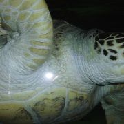 充分楽しめるクラゲ水族館