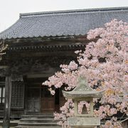 境内の蝦夷霞桜が最高！（松前の南殿桜が満開のころがちょうど良い）