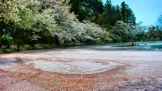 さくら名所100選