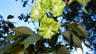 野馬取水源地のみどりの桜