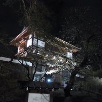 千秋公園の夜桜